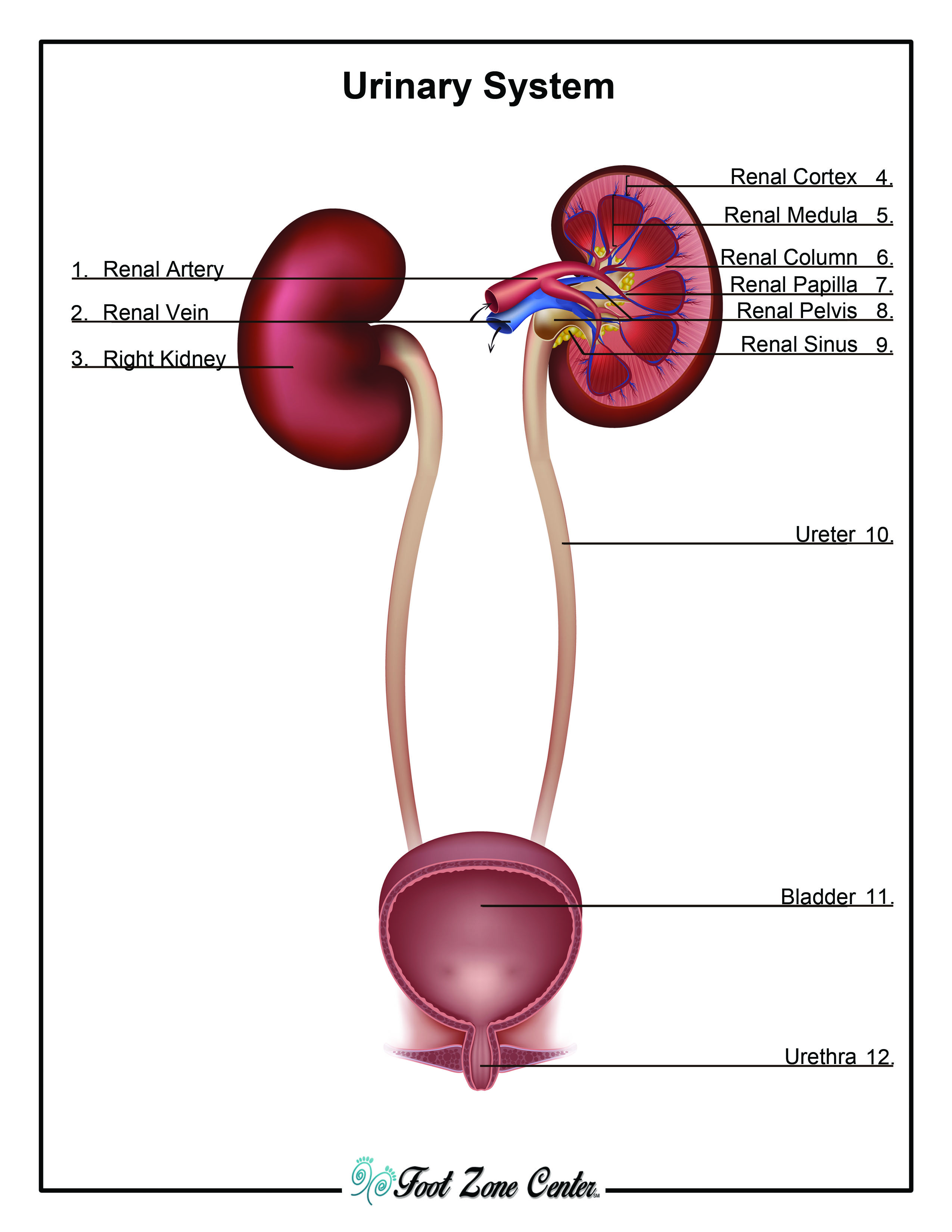WHAT IS THE URINARY SYSTEM CALLED visual data 5